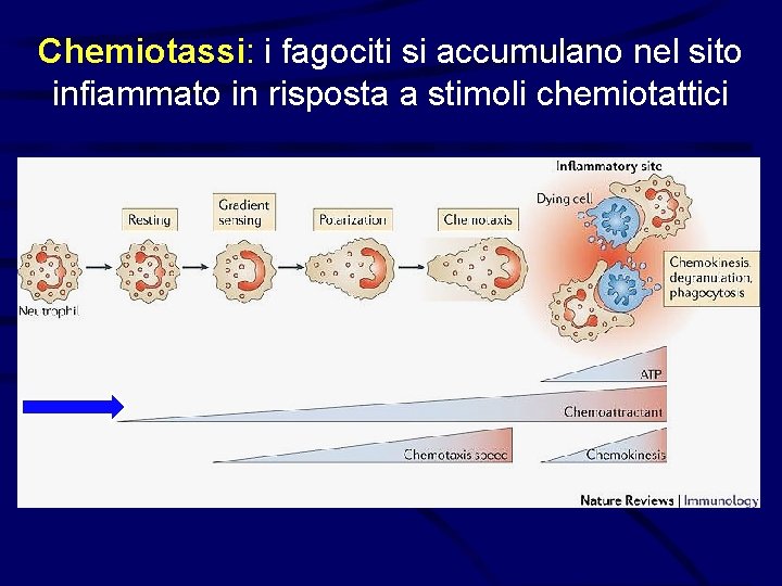 Chemiotassi: i fagociti si accumulano nel sito infiammato in risposta a stimoli chemiotattici 