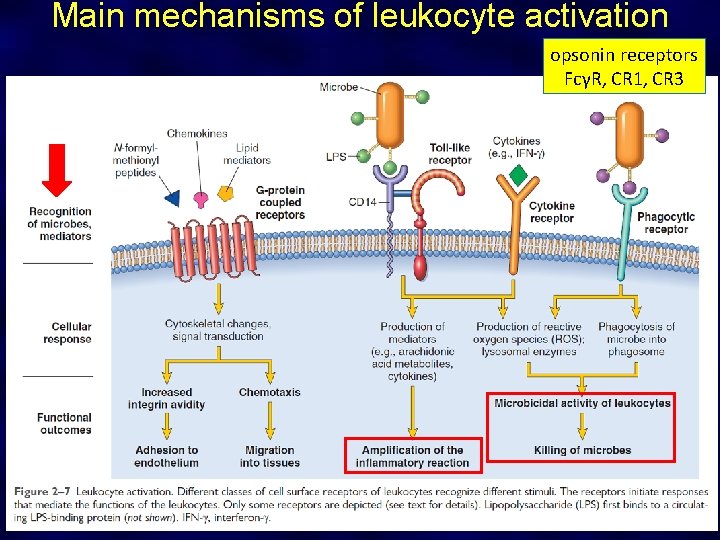 Main mechanisms of leukocyte activation opsonin receptors FcγR, CR 1, CR 3 