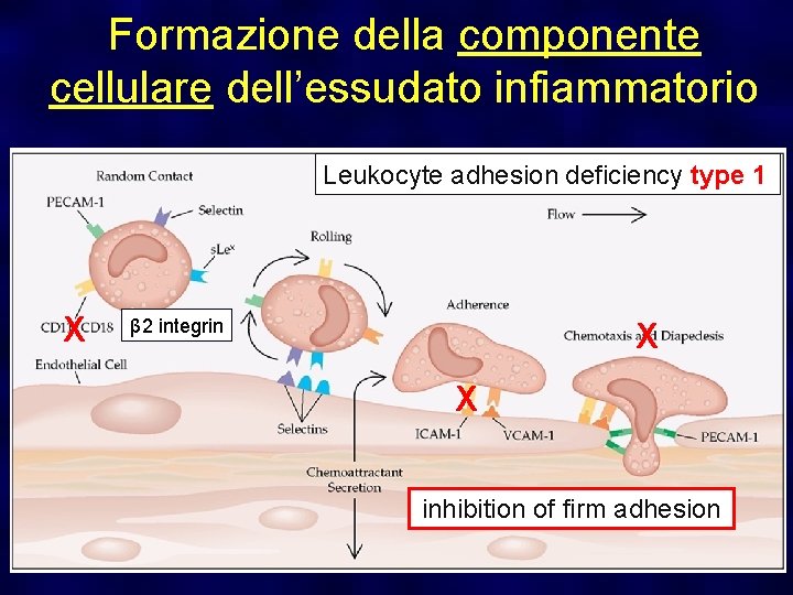Formazione della componente cellulare dell’essudato infiammatorio Leukocyte adhesion deficiency type 1 X β 2