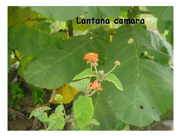 Lantana camara 