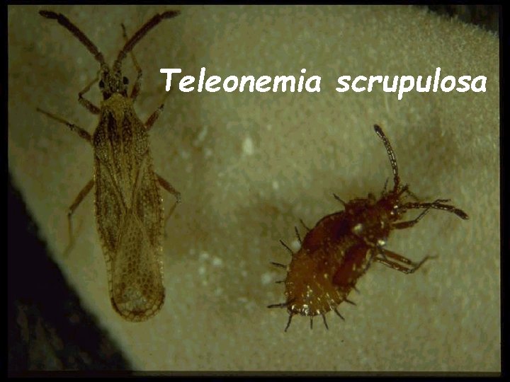 Teleonemia scrupulosa 