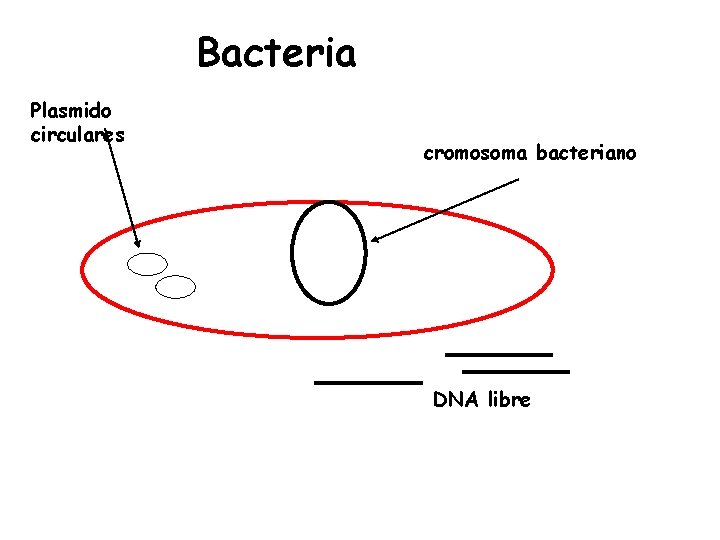 Bacteria Plasmido circulares cromosoma bacteriano DNA libre 