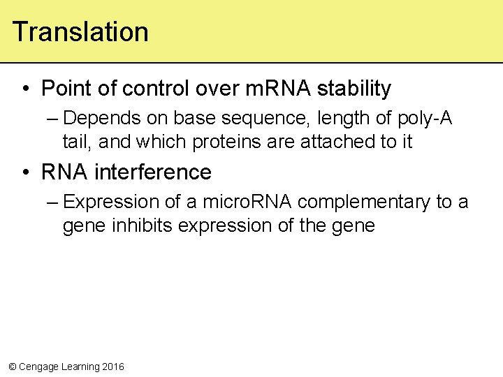 Translation • Point of control over m. RNA stability – Depends on base sequence,