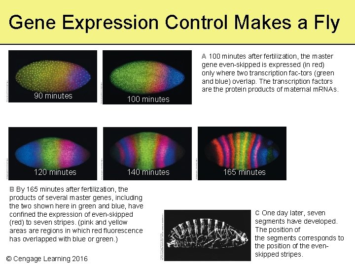 Gene Expression Control Makes a Fly A 100 minutes after fertilization, the master gene