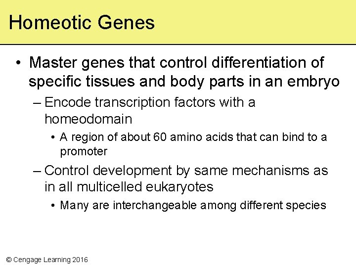Homeotic Genes • Master genes that control differentiation of specific tissues and body parts