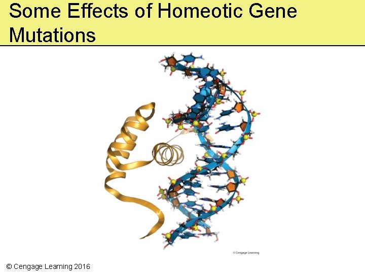 Some Effects of Homeotic Gene Mutations © Cengage Learning 2016 