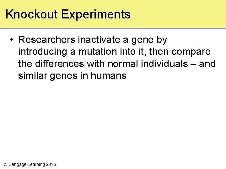 Knockout Experiments • Researchers inactivate a gene by introducing a mutation into it, then