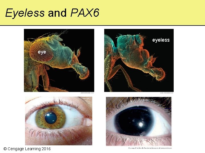 Eyeless and PAX 6 eyeless eye © Cengage Learning 2016 eyeless 