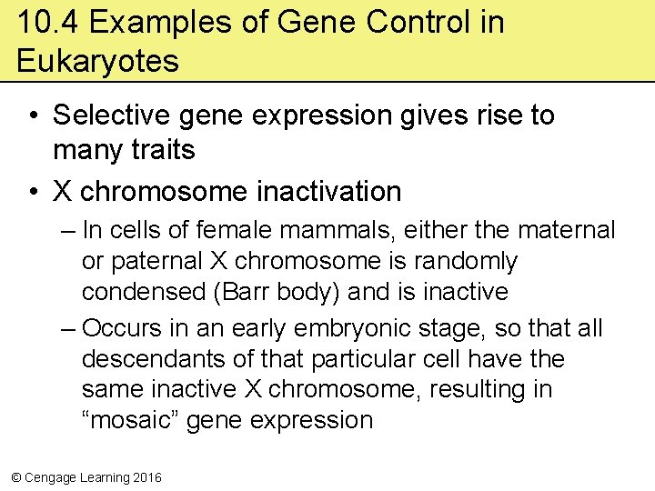 10. 4 Examples of Gene Control in Eukaryotes • Selective gene expression gives rise