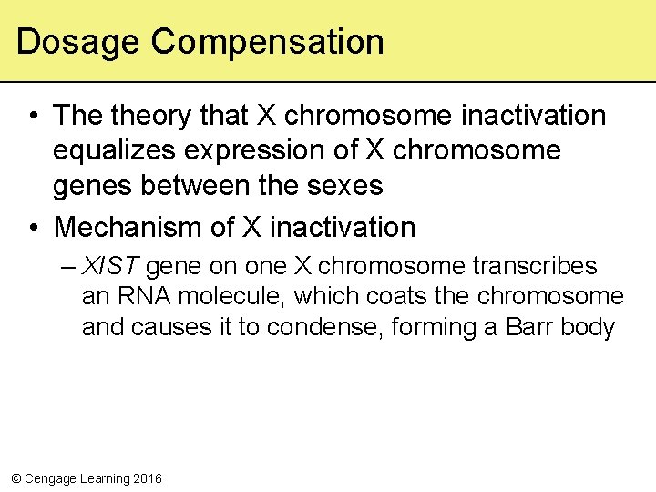 Dosage Compensation • The theory that X chromosome inactivation equalizes expression of X chromosome