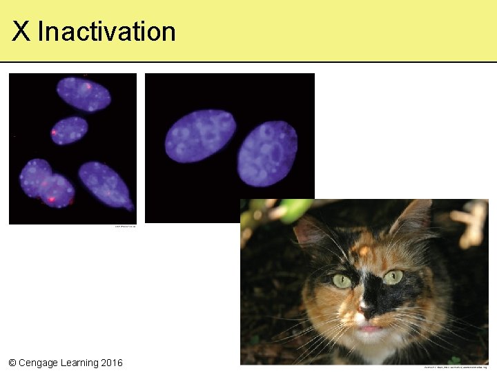 X Inactivation © Cengage Learning 2016 