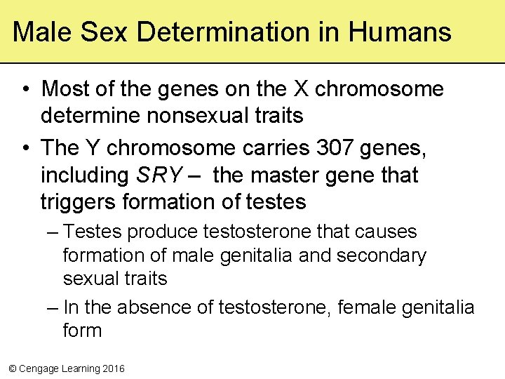 Male Sex Determination in Humans • Most of the genes on the X chromosome