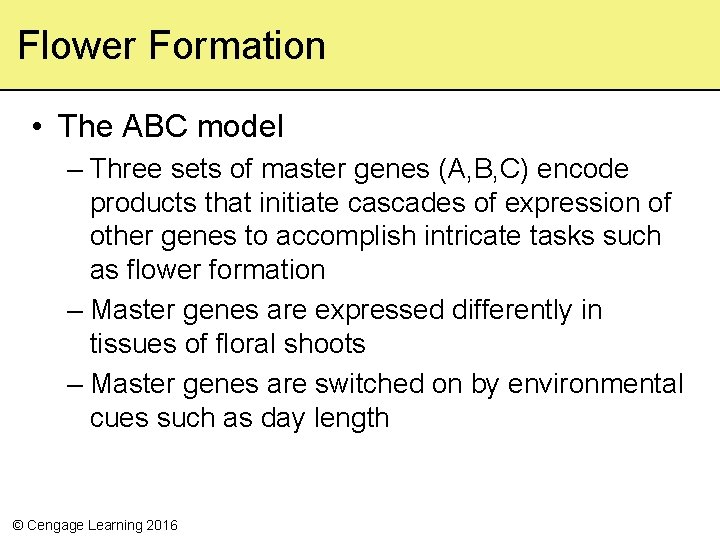 Flower Formation • The ABC model – Three sets of master genes (A, B,