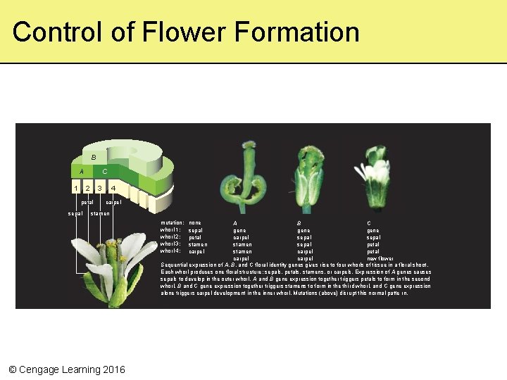 Control of Flower Formation B C A 1 2 3 petal sepal 4 carpel