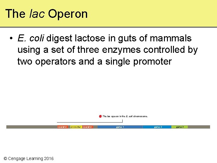 The lac Operon • E. coli digest lactose in guts of mammals using a