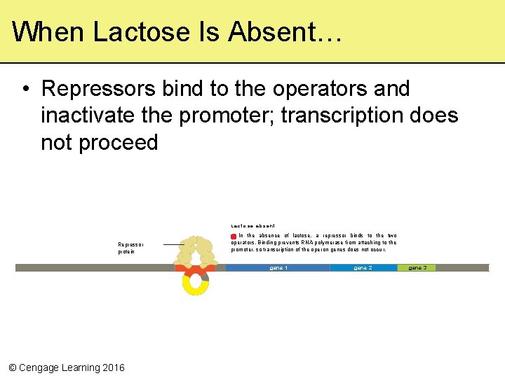 When Lactose Is Absent… • Repressors bind to the operators and inactivate the promoter;