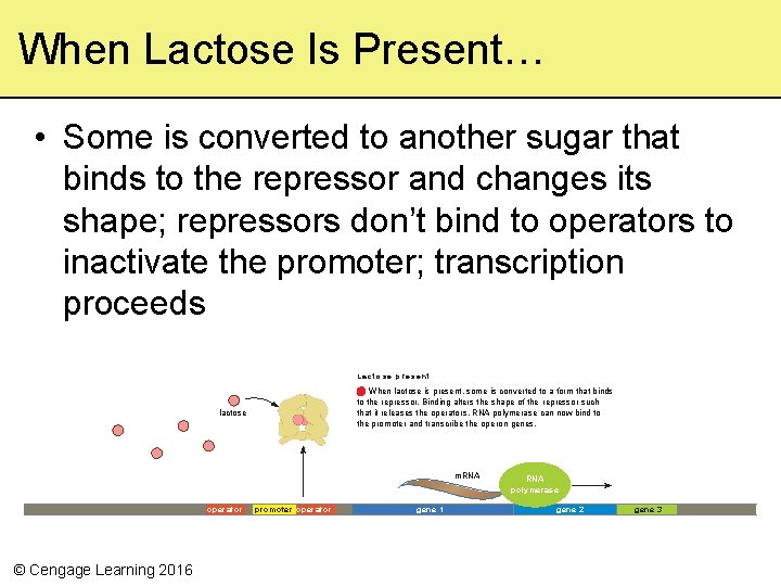 When Lactose Is Present… • Some is converted to another sugar that binds to