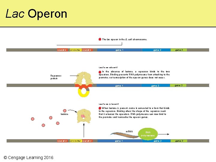 Lac Operon The lac operon in the E. coli chromosome. operator promoter operator gene