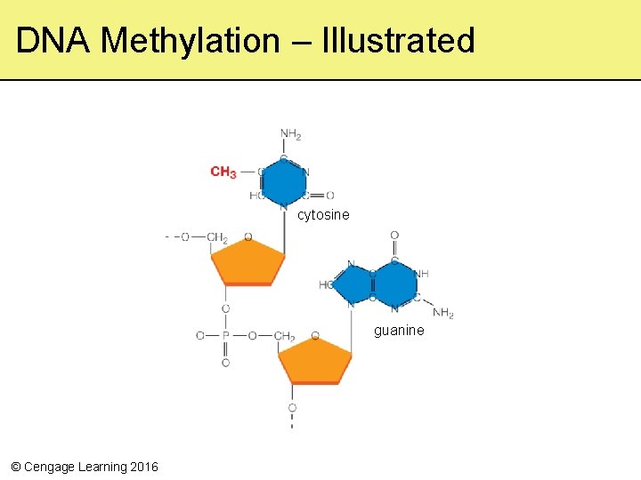 DNA Methylation – Illustrated cytosine guanine © Cengage Learning 2016 