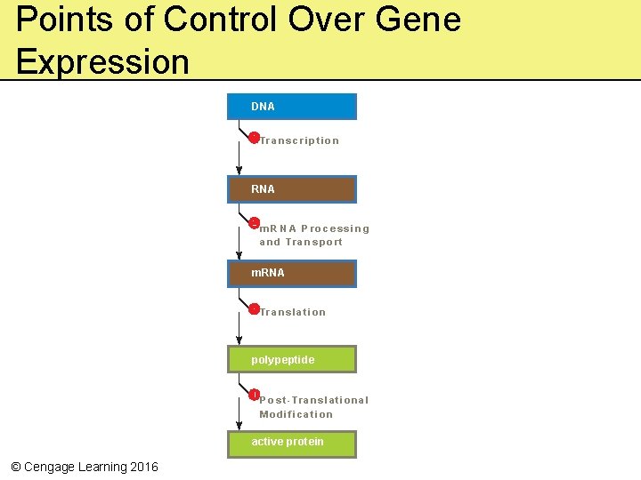 Points of Control Over Gene Expression DNA Tr a n s c r i