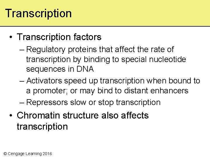 Transcription • Transcription factors – Regulatory proteins that affect the rate of transcription by