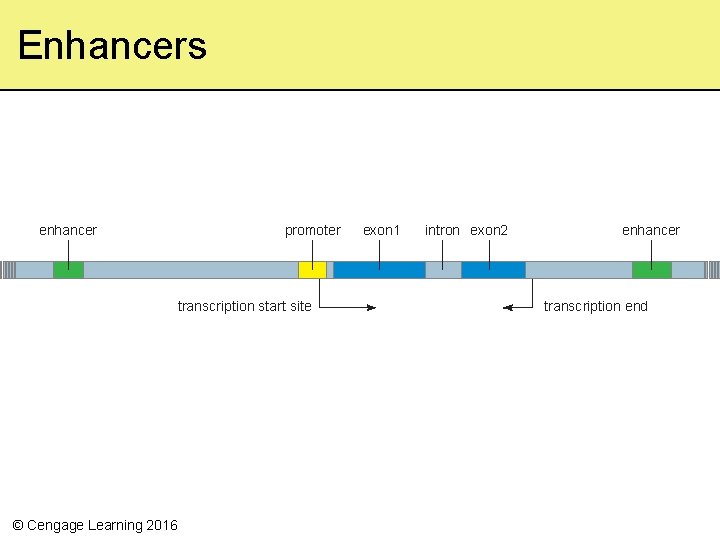 Enhancers enhancer promoter transcription start site © Cengage Learning 2016 exon 1 intron exon