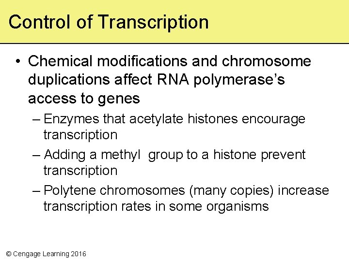 Control of Transcription • Chemical modifications and chromosome duplications affect RNA polymerase’s access to