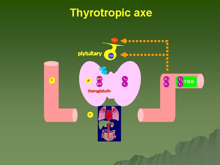 Thyrotropic axe TRH piytuitary II- I 2 TSH MIT T 44 f. T 44 Thyrotropic axe TRH piytuitary II- I 2 TSH MIT T 44 f. T 44