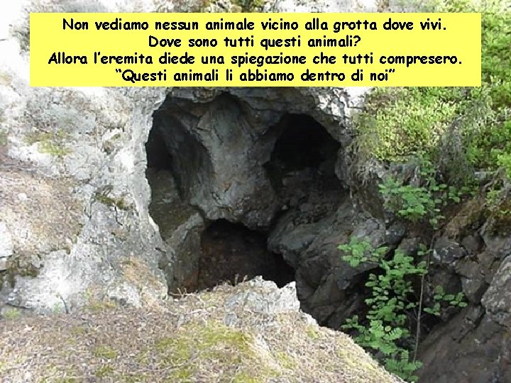 Non vediamo nessun animale vicino alla grotta dove vivi. Dove sono tutti questi animali?