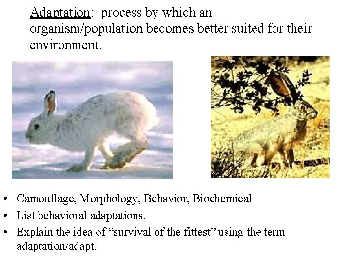 Adaptation: process by which an organism/population becomes better suited for their environment. • Camouflage,