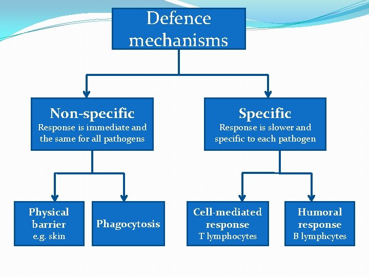 Defence mechanisms Non-specific Response is immediate and the same for all pathogens Physical barrier