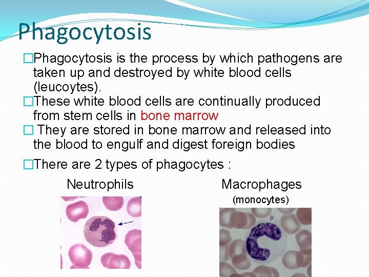 Phagocytosis �Phagocytosis is the process by which pathogens are taken up and destroyed by