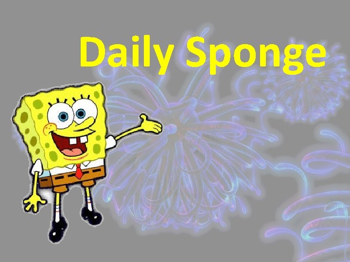 Daily Sponge 