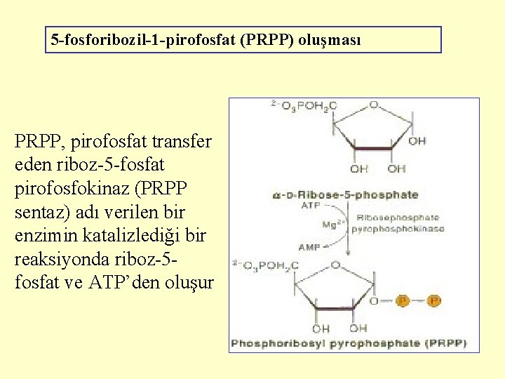 5 -fosforibozil-1 -pirofosfat (PRPP) oluşması PRPP, pirofosfat transfer eden riboz-5 -fosfat pirofosfokinaz (PRPP sentaz)