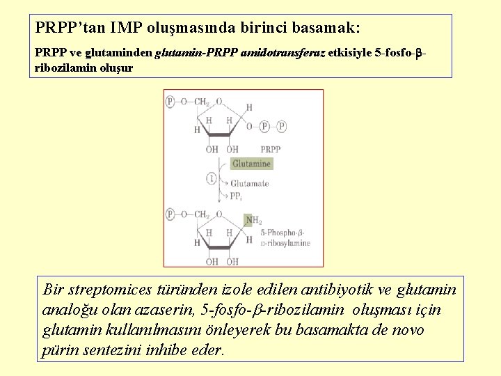 PRPP’tan IMP oluşmasında birinci basamak: PRPP ve glutaminden glutamin-PRPP amidotransferaz etkisiyle 5 -fosfo- ribozilamin