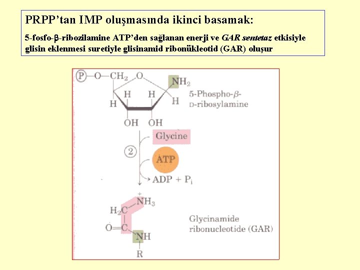 PRPP’tan IMP oluşmasında ikinci basamak: 5 -fosfo- -ribozilamine ATP’den sağlanan enerji ve GAR sentetaz