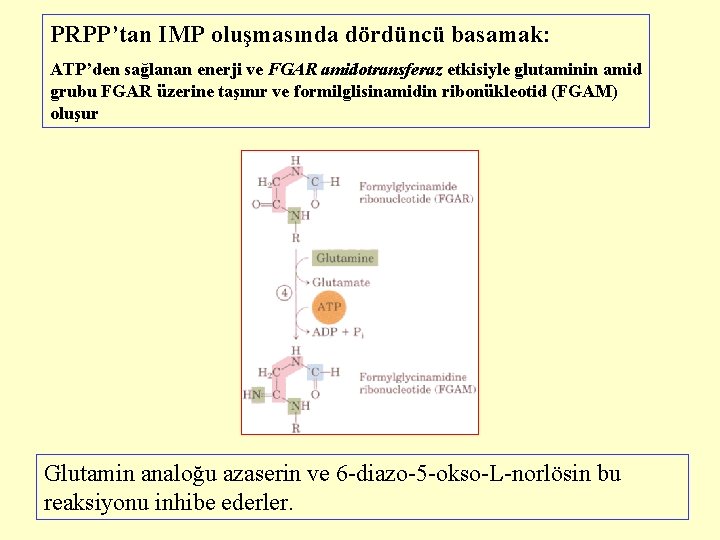 PRPP’tan IMP oluşmasında dördüncü basamak: ATP’den sağlanan enerji ve FGAR amidotransferaz etkisiyle glutaminin amid