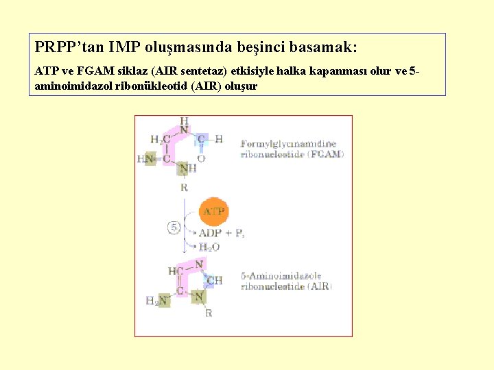 PRPP’tan IMP oluşmasında beşinci basamak: ATP ve FGAM siklaz (AIR sentetaz) etkisiyle halka kapanması