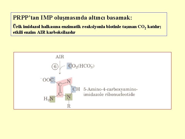 PRPP’tan IMP oluşmasında altıncı basamak: Ürik imidazol halkasına enzimatik reaksiyonla biotinle taşınan CO 2