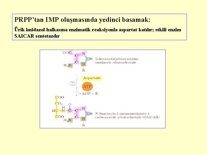 PRPP’tan IMP oluşmasında yedinci basamak: Ürik imidazol halkasına enzimatik reaksiyonla aspartat katılır; etkili enzim