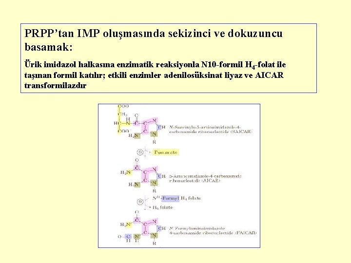 PRPP’tan IMP oluşmasında sekizinci ve dokuzuncu basamak: Ürik imidazol halkasına enzimatik reaksiyonla N 10