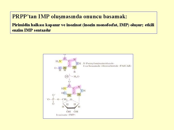 PRPP’tan IMP oluşmasında onuncu basamak: Pirimidin halkası kapanır ve inozinat (inozin monofosfat, IMP) oluşur;