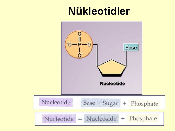 Nükleotidler 