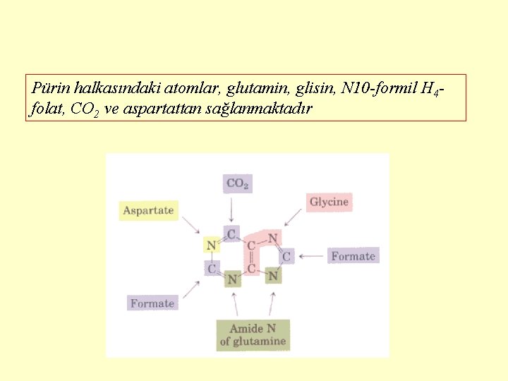 Pürin halkasındaki atomlar, glutamin, glisin, N 10 -formil H 4 folat, CO 2 ve