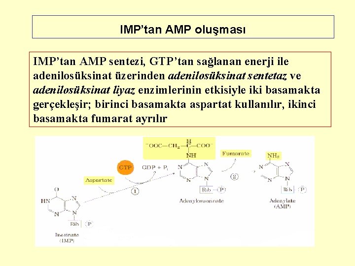 IMP’tan AMP oluşması IMP’tan AMP sentezi, GTP’tan sağlanan enerji ile adenilosüksinat üzerinden adenilosüksinat sentetaz