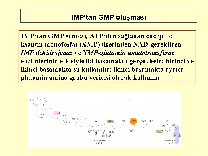 IMP’tan GMP oluşması IMP’tan GMP sentezi, ATP’den sağlanan enerji ile ksantin monofosfat (XMP) üzerinden