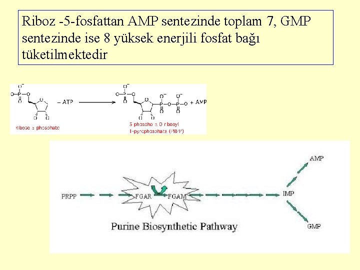 Riboz -5 -fosfattan AMP sentezinde toplam 7, GMP sentezinde ise 8 yüksek enerjili fosfat