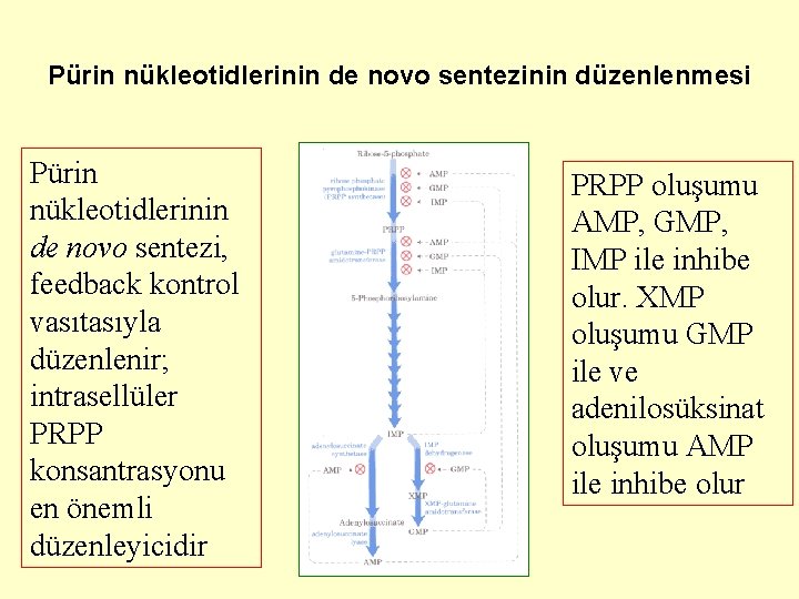 Pürin nükleotidlerinin de novo sentezinin düzenlenmesi Pürin nükleotidlerinin de novo sentezi, feedback kontrol vasıtasıyla