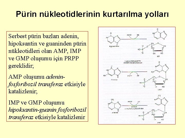 Pürin nükleotidlerinin kurtarılma yolları Serbest pürin bazları adenin, hipoksantin ve guaninden pürin nükleotidleri olan