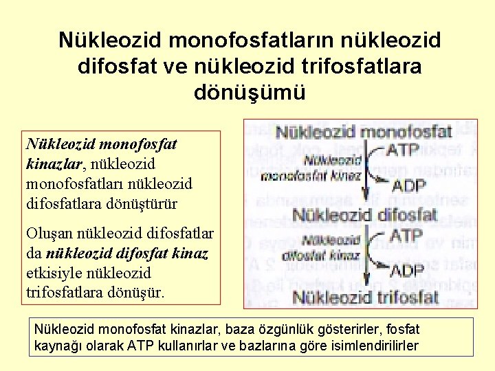 Nükleozid monofosfatların nükleozid difosfat ve nükleozid trifosfatlara dönüşümü Nükleozid monofosfat kinazlar, nükleozid monofosfatları nükleozid